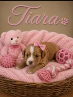Tiara, a female Miniature Bernedoodle for sale in New Port Richey, FL – 2 of 2