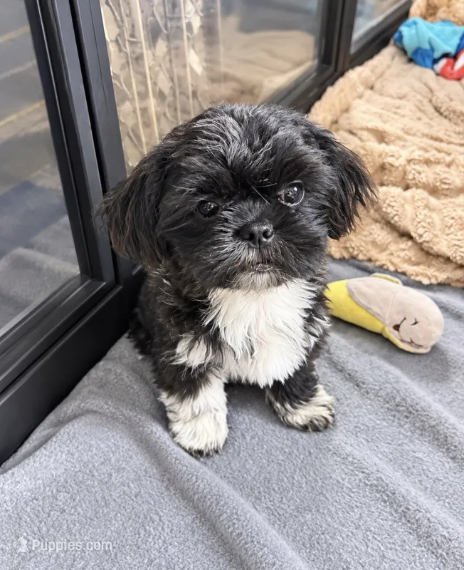 Ying-Yang Tiny – Shih Tzu puppy for sale in New Port Richey, FL