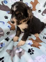 processed/c4e36716-89f0-4c47-ba05-c650dec672a0/listing/0a6a1609-970a-4341-8142-bb8f73fab3c4/4ba65816-6859-48fd-ada2-1269e6a667b5