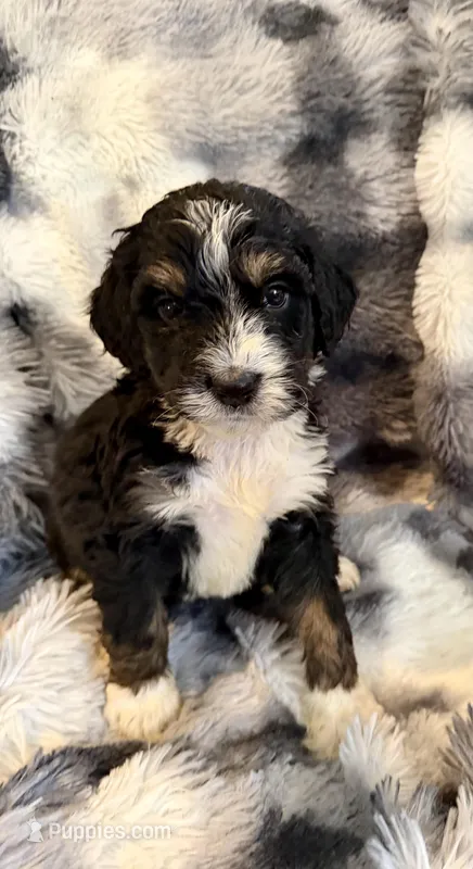 Quintin orange collar