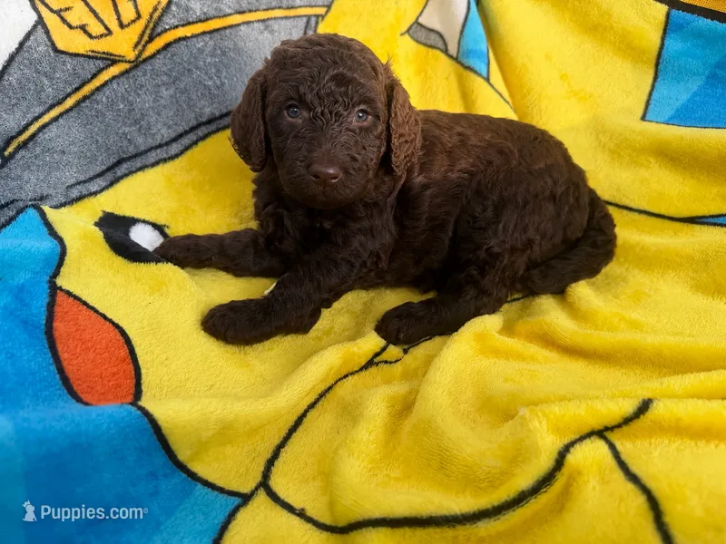 Godiva  – Miniature Goldendoodle puppy for sale in New Port Richey, FL