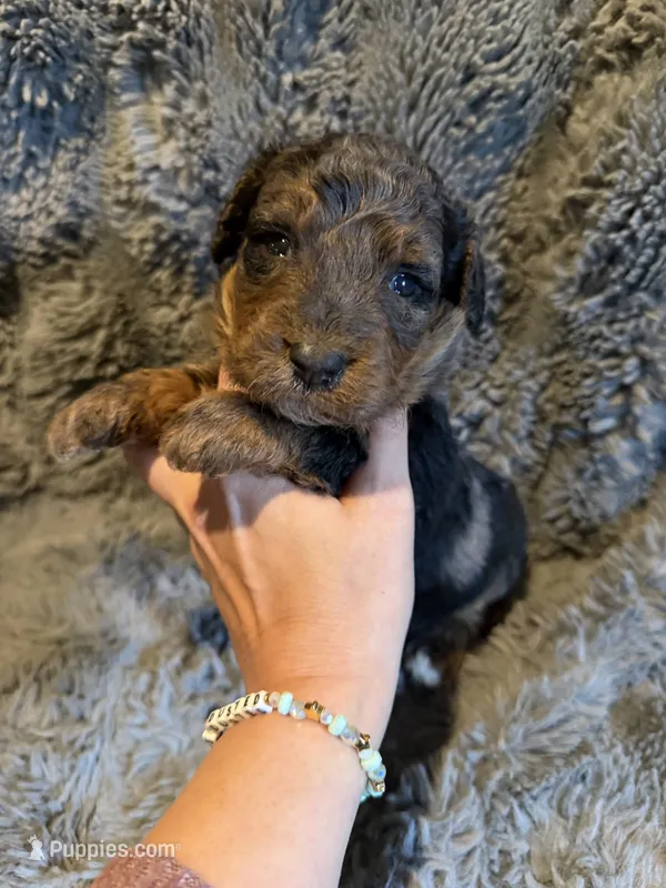 Cosmo F1bb – Miniature Bernedoodle puppy for sale in New Port Richey, FL