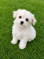 Lincoln , a male Maltese for sale in New Port Richey, FL – 3 of 3