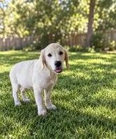 Viviana , a female Golden Retriever and English Cream Golden Retriever for sale in New Port Richey, FL – 3 of 3