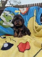 Kingsley , a male Yorkipoo for sale in New Port Richey, FL – 1 of 6