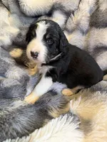 Smokey, a male Aussiedoodle for sale in New Port Richey, FL – Photo 6 of 6