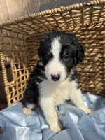 Smokey F1, a male Aussiedoodle for sale in New Port Richey, FL – Photo 6 of 6