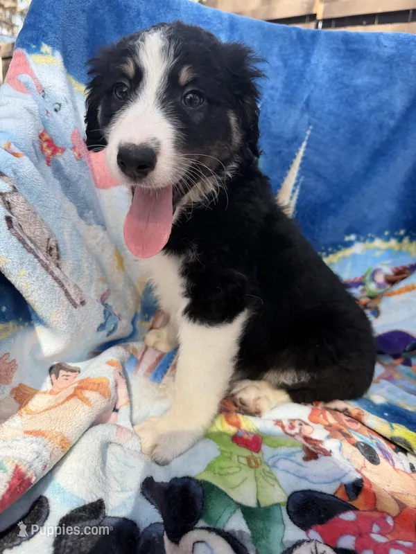 Smokey F1 – Aussiedoodle puppy for sale in New Port Richey, FL