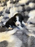 Smokey, a male Aussiedoodle for sale in New Port Richey, FL – Photo 3 of 6