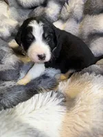 Smokey, a male Aussiedoodle for sale in New Port Richey, FL – Photo 2 of 6