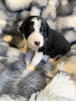 Smokey, a male Aussiedoodle for sale in New Port Richey, FL – Photo 1 of 6