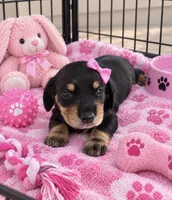 Zaia Smooth coat, a female Miniature Dachshund for sale in New Port Richey, FL – 1 of 2