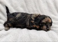 Taylah, a female Miniature Bernedoodle for sale in New Port Richey, FL – 4 of 5
