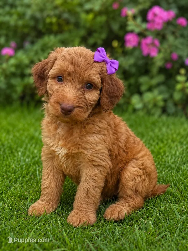 Becca – Aussiedoodle, Poodle - Standard  puppy for sale in New Port Richey, FL