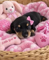 Zaia Smooth coat, a female Miniature Dachshund for sale in New Port Richey, FL – 2 of 2