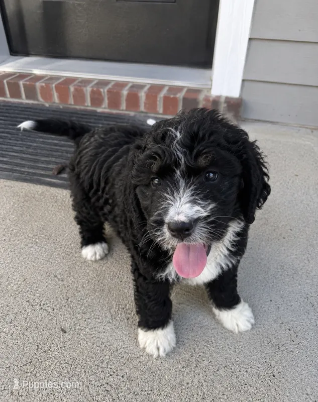 Ryker – Bernedoodle puppy for sale in New Port Richey, FL