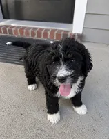 Raven, a female Bernedoodle for sale in New Port Richey, FL – 1 of 1