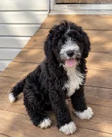 Rhea, a female Bernedoodle for sale in New Port Richey, FL – 2 of 4