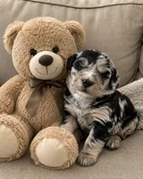 Tonka, a male Miniature Bernedoodle for sale in New Port Richey, FL – 1 of 3