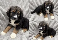 Rhys, a male Bernedoodle for sale in New Port Richey, FL – 2 of 4