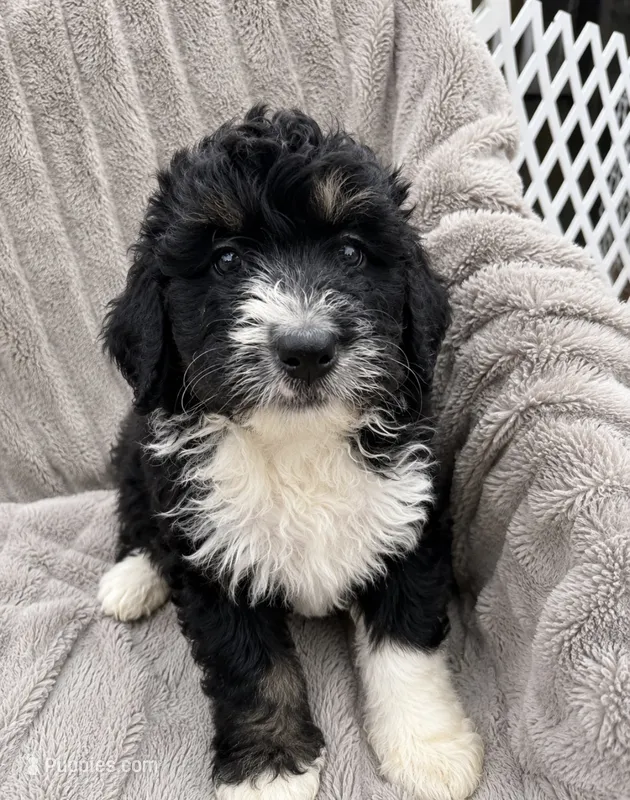 Reesah – Bernedoodle puppy for sale in New Port Richey, FL