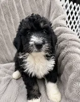Reesah, a female Bernedoodle for sale in New Port Richey, FL – 1 of 6