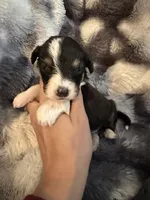 Unity, a female Miniature Aussiedoodle for sale in New Port Richey, FL – Photo 1 of 4