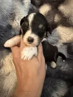 Unity, a female Miniature Aussiedoodle for sale in New Port Richey, FL – Photo 4 of 4