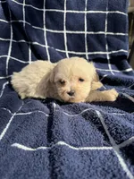 processed/c4e36716-89f0-4c47-ba05-c650dec672a0/listing/18c03d51-c35d-4519-82c8-09d262b7fe6d/286fb69d-c1ec-4387-8d0d-d6a44439992b