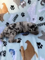 processed/c4e36716-89f0-4c47-ba05-c650dec672a0/listing/18d2a7bb-7e06-4e16-ad1d-3cf8a0765874/13c4f732-957a-41e2-86f6-bbfa4cbe0646