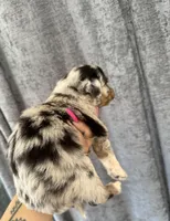 Uno, a male Miniature Aussiedoodle for sale in New Port Richey, FL – Photo 5 of 5