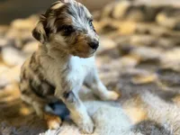 Uno, a male Miniature Aussiedoodle for sale in New Port Richey, FL – Photo 1 of 5