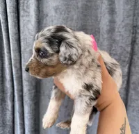 Uno, a male Miniature Aussiedoodle for sale in New Port Richey, FL – Photo 3 of 5