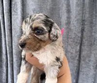 Uno, a male Miniature Aussiedoodle for sale in New Port Richey, FL – Photo 4 of 5