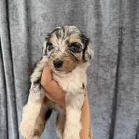 Uno, a male Miniature Aussiedoodle for sale in New Port Richey, FL – Photo 2 of 5