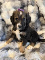 Queenie, a female Bernedoodle for sale in New Port Richey, FL – Photo 1 of 6