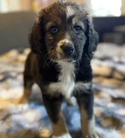 Queenie F1, a female Bernedoodle for sale in New Port Richey, FL – Photo 8 of 10