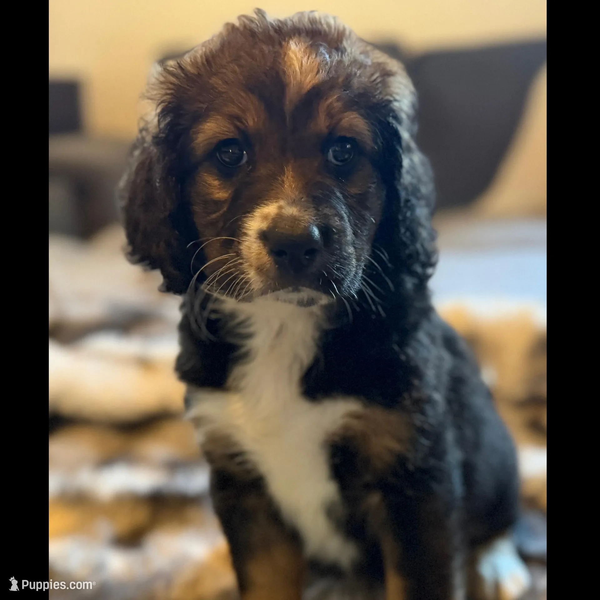 Queenie F1, a female Bernedoodle for sale in New Port Richey, FL – Photo 7 of 10