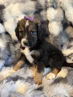 Queenie, a female Bernedoodle for sale in New Port Richey, FL – Photo 5 of 6