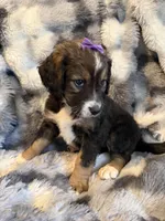 Queenie, a female Bernedoodle for sale in New Port Richey, FL – Photo 3 of 6