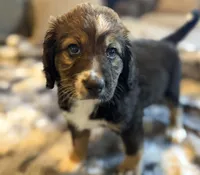 Queenie F1, a female Bernedoodle for sale in New Port Richey, FL – Photo 10 of 10