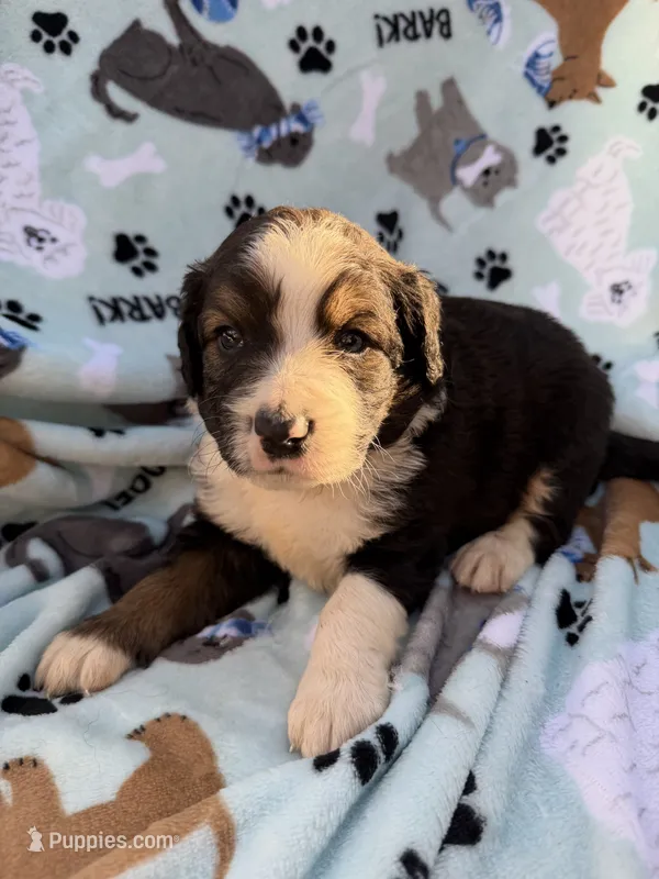 Queenie purple collar