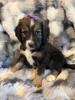 Queenie, a female Bernedoodle for sale in New Port Richey, FL – Photo 6 of 6