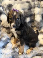 Queenie, a female Bernedoodle for sale in New Port Richey, FL – Photo 4 of 6