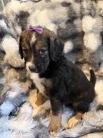 Queenie, a female Bernedoodle for sale in New Port Richey, FL – Photo 2 of 6