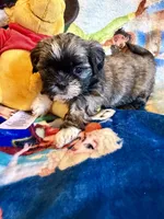 Xing, a female Shih Tzu for sale in New Port Richey, FL – Photo 3 of 7