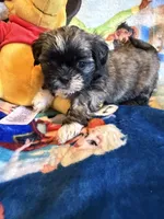 Xing, a female Shih Tzu for sale in New Port Richey, FL – Photo 1 of 7