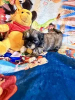 Xing, a female Shih Tzu for sale in New Port Richey, FL – Photo 2 of 7