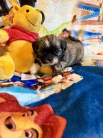 Xing, a female Shih Tzu for sale in New Port Richey, FL – Photo 5 of 7