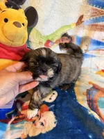 Xing, a female Shih Tzu for sale in New Port Richey, FL – Photo 6 of 7
